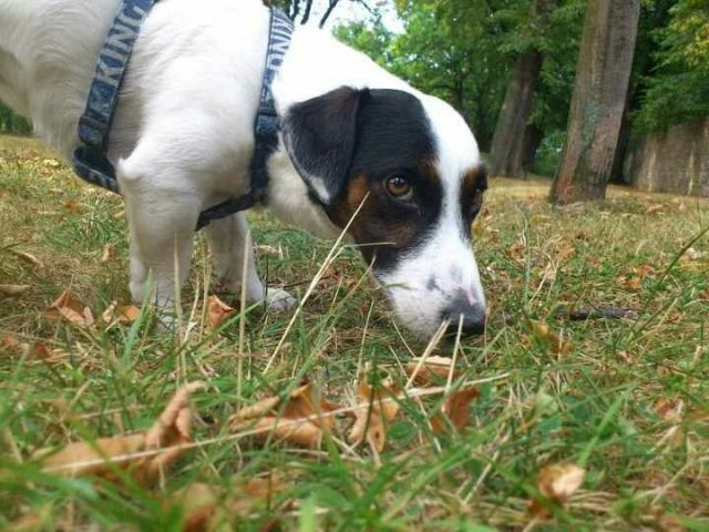 Jack Russell Terrier - Hunde - Hamburg