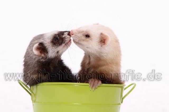 Frettchenwelpen von den besten Elterntieren: handzahm &  kerngesund - Frettchen - Malmsheim
