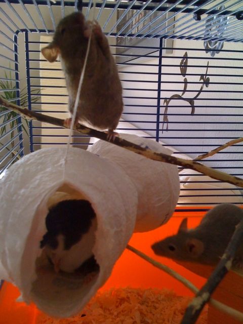 3 Farbmäuse abzugeben - nach Wunsch mit Käfig/Zubehör - Maeuse - milstrich