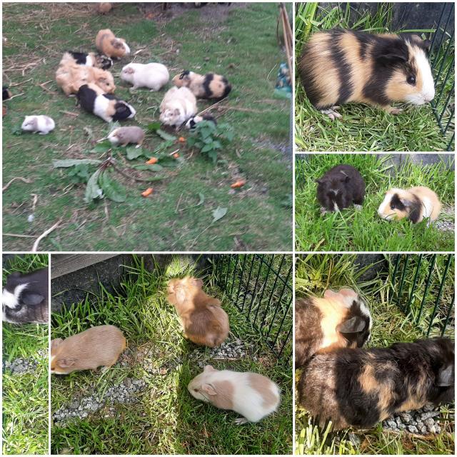 Cuy Riesenmeerschweinchen Lilac Rex männlich weiblich aus liebevoller optimaler  - Sonst Nagetiere - Cottbus