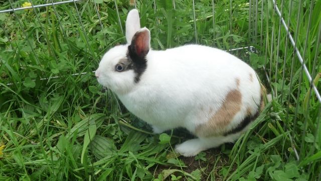 Drigend neues Heim für Kaninchenmädchen gesucht     - Hasen Kaninchen - Naßkamping 2