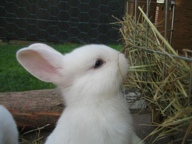 Wir haben Kaninchenbabys zu vergeben  - Hasen Kaninchen - Hamburg