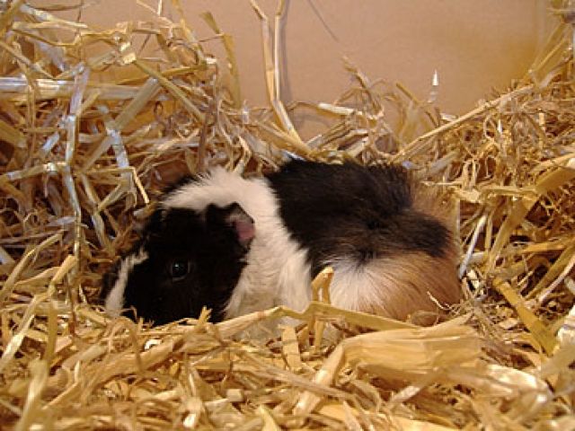 Zwei Not Meerschweinchen suchen neues zu Hause  - Meerschweinchen - Hagen