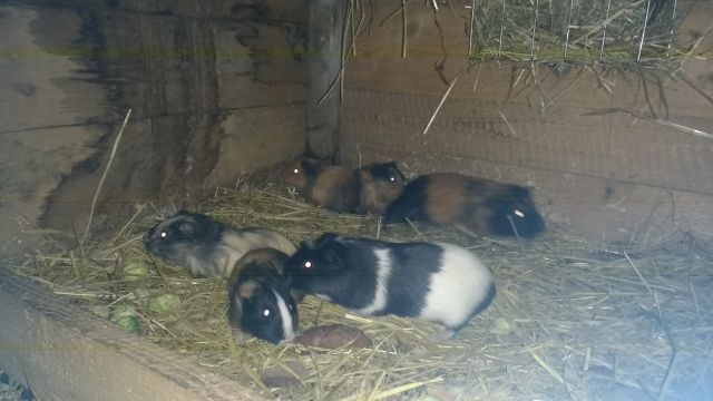 Meerschweinchen zu verkaufen  - Meerschweinchen - Kleinbobritzsch