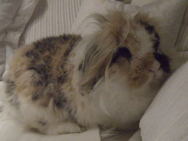 Wundervoller Angora - Widder Hase   m  - Hasen Kaninchen - Hamburg