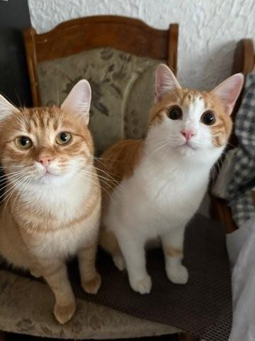 Fritz & Mitzy - ein hübsches Bilderbuch-Katerpaar - Katzen - Berlin