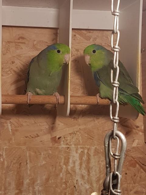 Blaugenick-Sperlingspapageien  - Voegel - Wasbüttel 