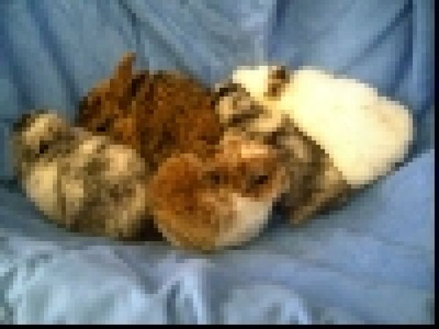 Zwergkaninchenbabys abzugeben - Hasen Kaninchen - Langenfeld