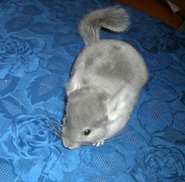 Afro Violett Chinchilla - Sonst Nagetiere - Thomasberg