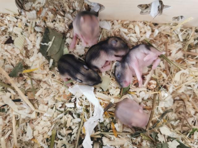 Zwerghamster Babys  - Hamster - Urbach