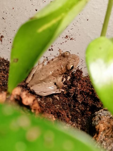 Kubanischer Laubfrosch  - Sonstiges - Kiel