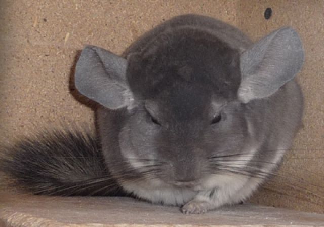 Chinchilla Vio ST, Ebony Dark ST/AVT, Ebony Hetero Avt Böckchen - Sonst Nagetiere - Kaarst