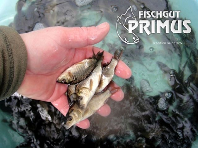 Besatzfische - Schuppenkarpfen-Paket 11-15 cm - Fische - Iserlohn