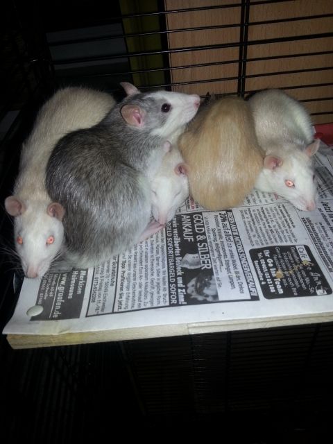 7 wundervolle Ratten suchen ein neues zu Hause - Ratten - Eschweiler