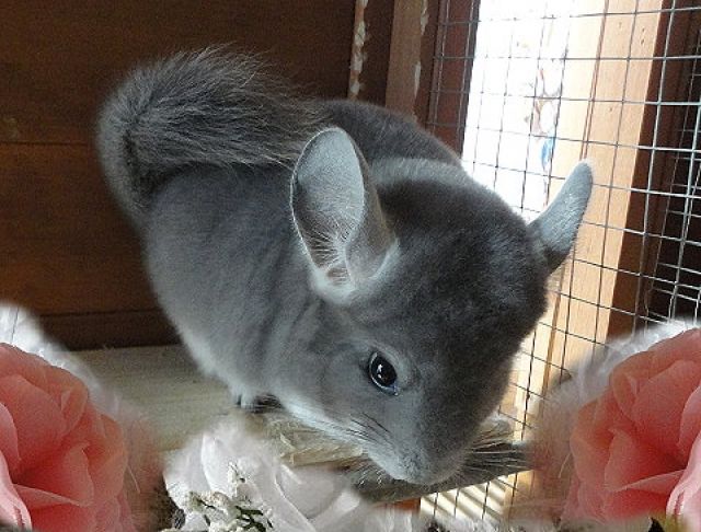 Chinchilla Babys - Hasen Kaninchen - Fürstenzell