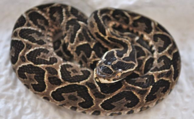 Bothrops alternatus - Halbmondlanzenotter NZ 2011 - Reptilien - Undenheim