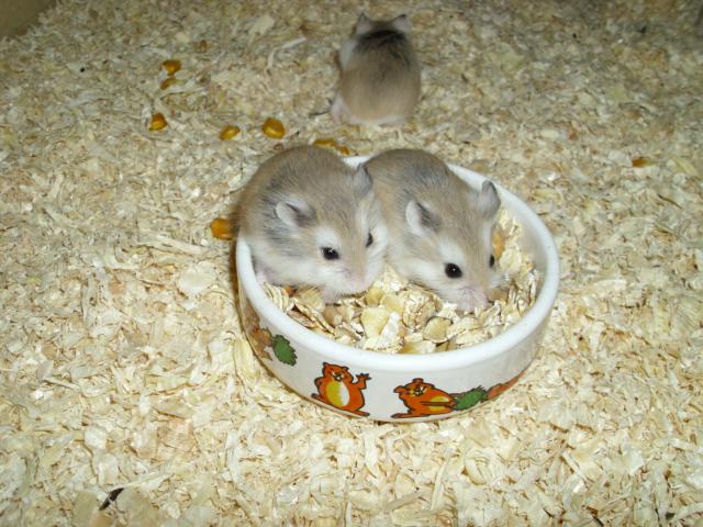 Futternapf für Hamster und Zwerghamster - Hamster - Moringen