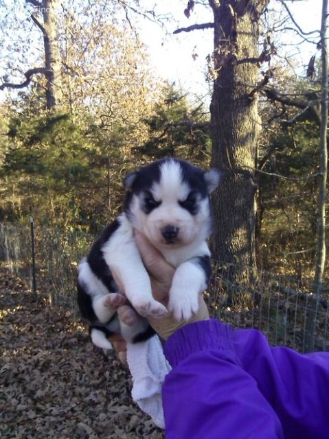 Entzückende Siberian Husky Welpen mit Papieren   - Hunde - lovette