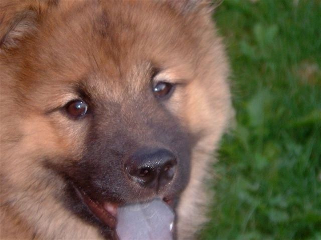 Eurasierwelpen Wurfankündigung Mai 2011 - Hunde - Gütersloh