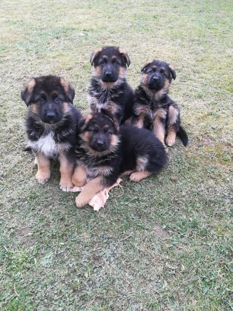 Schäferhundwelpen schwarz-braun mit Papiere 12 Wochen alt - Hunde - Leubnitz