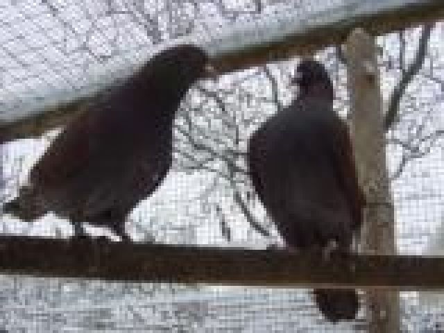 Hubbeltauben-Masttauben - Nutztiere - Gröden