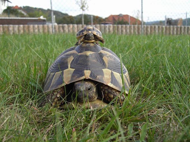 Griechische Landschildkröten zu verkaufen - Reptilien - Hunsrück/ Saar-Pfalz
