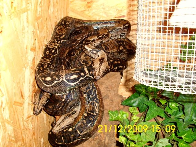 Schöne reinrassige Sonora boas abzugeben - Reptilien - Dahme