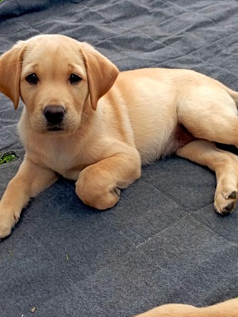 Labrador Welpen Abgabebereit  - Hunde - Ergoldsbach