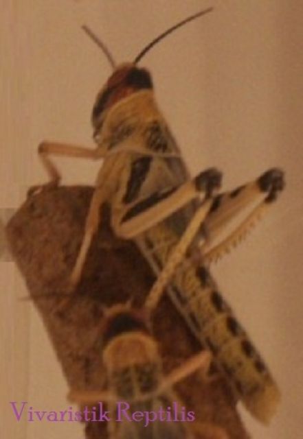 Heuschrecken - Insekten - Wuppertal