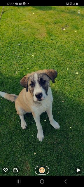 Jung Hund sucht neues Zuhause  - Hunde - Hannover