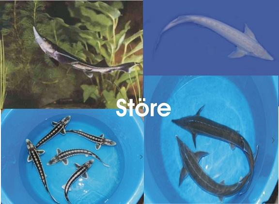 Störe - Sterlet - Albino Sterlet - Koi - Teichfische // Fischfarm Eske - Fische - Handewitt