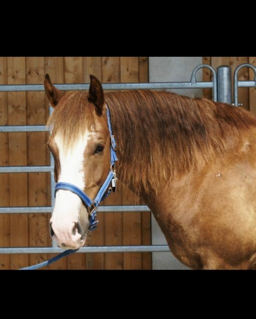 Reitbeteiligung auf Freiberger zu vergeben - Reitbeteiligung - Harsdorf