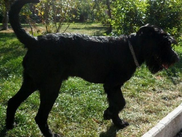 Riesenschnauzer-Rüde Zorro - Tiere In Not - .