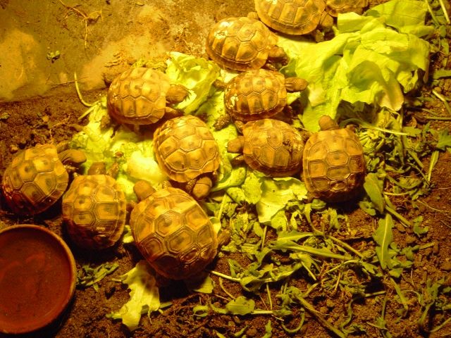 Griechische Landschildkröte von 2012 - Reptilien - Düsseldorf