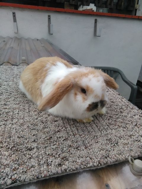 Minilop zu verkaufen  - Hasen Kaninchen - Deutzen 