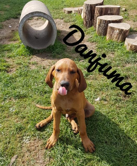 Rhodesian Ridgeback Welpen  - Hunde - Schieder-Schwalenberg