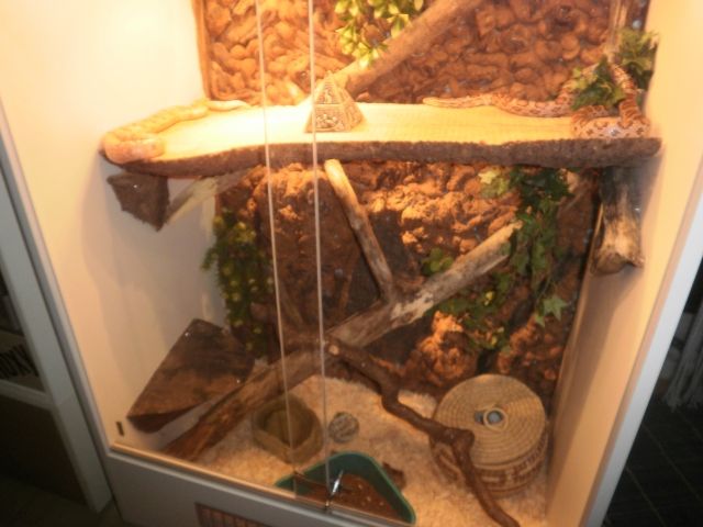 3 Kornnattern mit Terrarium | kleintiermarkt.com