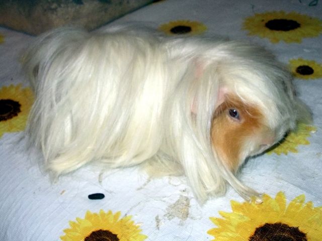 5 Not Meerschweinchen Mädchen suchen Lieben Platz - Meerschweinchen - Nürnberg