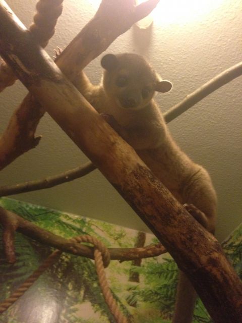 Wicklebär / Kinkajou - 1 Jahr - Männlich kastriert - Sonstige Haustiere - Hildesheim
