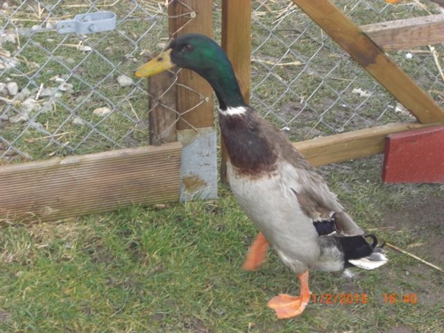 Schöner Laufenten-Erpel forellenfarbig zu verkaufen - Nutztiere - Langenneufnach