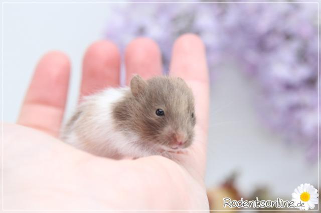 Zauberhafte, zahme Goldhamster und Teddyhamster Jungtiere  - Hamster - Egling