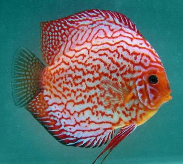 Diskus, Diskusfische in Premium-Qualität, - Fische - Brieselang