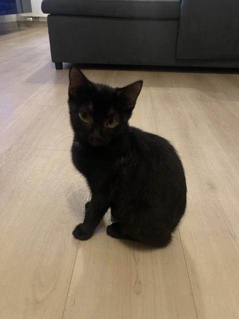 Kater brüder abzugeben je 50€ - Katzen - Nürnberg 
