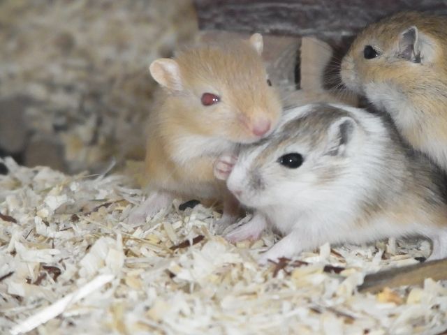Liebe Rennmäuse aus seriöser Zucht bald zu vermitteln - Nagetiere Allgemein - Norderstedt