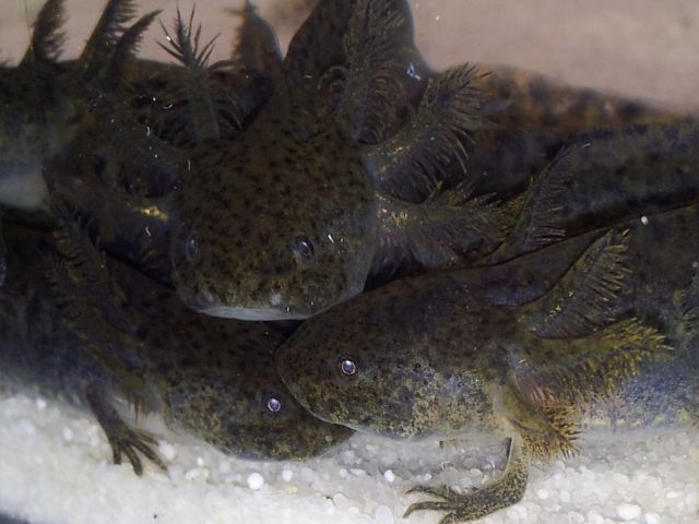 Axolotl wildling  - Aquarien Zubehoer - gerolfingen