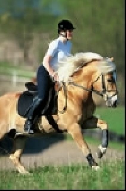Hallo ! Ich , 12 , suche ..... - Reitbeteiligung - Neumünster / Einfeld