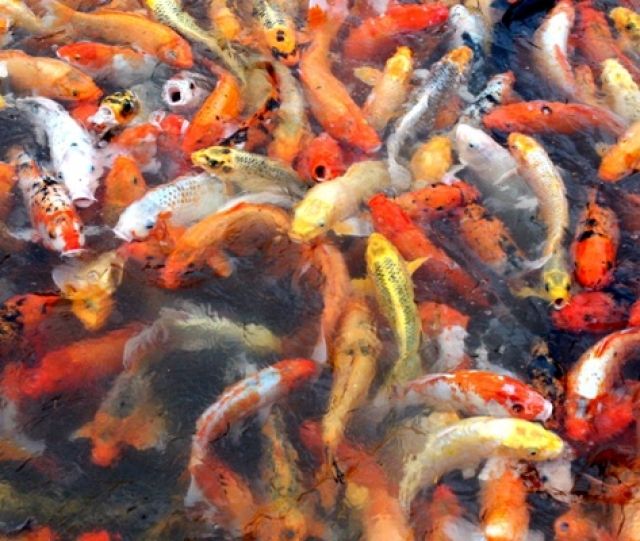 Teichfische,Koi Karpfen,Biotopfische / Fa.Fördefisch - Fische - Handewitt