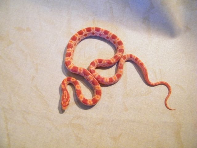 Kornnatter  Pantherophis Guttatus  M4 zu verkaufen - Reptilien - Lützelbach-Seckmauern