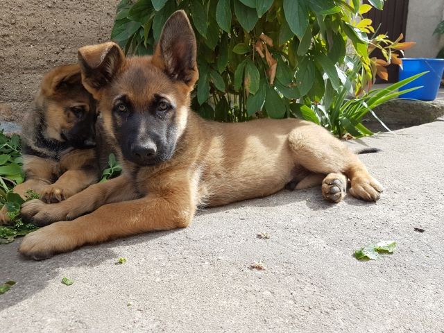 Schäferhundwelpe sucht eine neues Zuhause - Hunde - Drewelow 