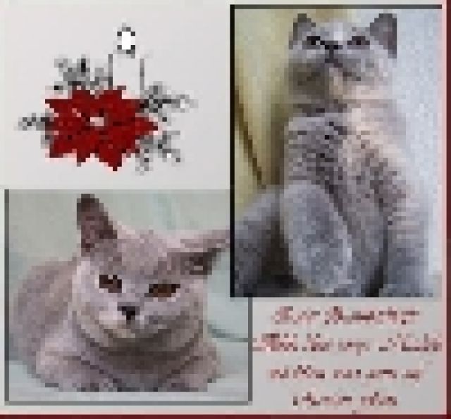 :::: Herzensbrecher auf vier Pfoten :::: - Katzen - Berlin